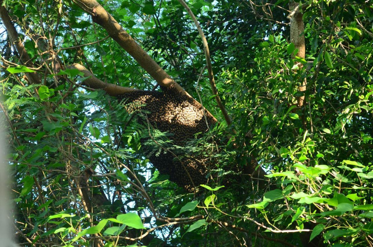 Vallee 69 Eco Villa-Tissa,Yala Tissamaharama Extérieur photo